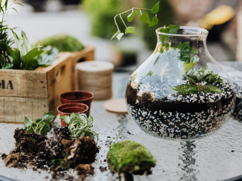A desk full of soil and plants as someone tries terrarium making.